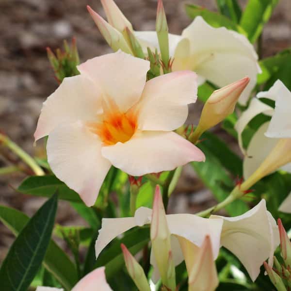 national PLANT NETWORK 2.5 qt. Dipladenia Diamantina Opal Orange Coral Plant in Grower Container (1-Piece)