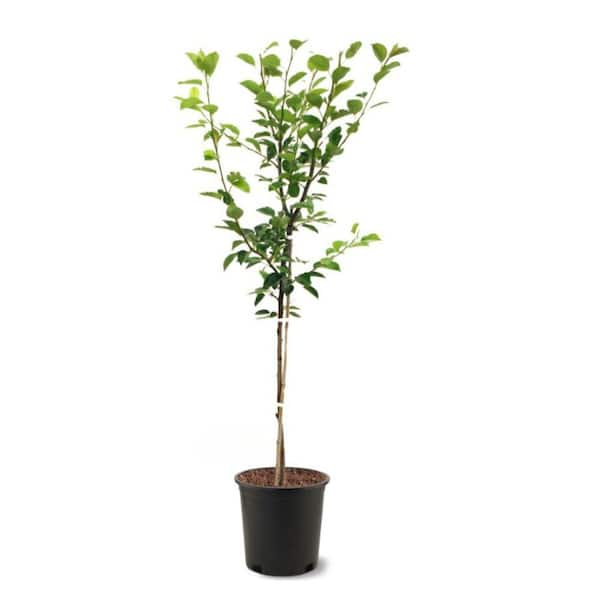 5 gal. Orient Pear Tree PEAORI05GSL - The Home Depot