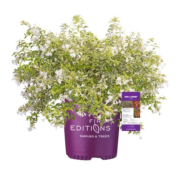 2 Gal. Vanilla Brandy Abelia Shrub with White Blooms