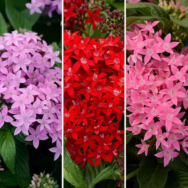 national PLANT NETWORK 4 in. Star Bright Mix Pink-Red-Lavender Pentas Plant (4-Piece)
