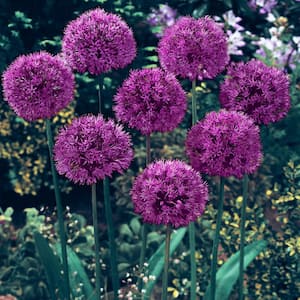 Purple Sensation Allium Dormant Spring Flowering Bulbs (25-Pack)