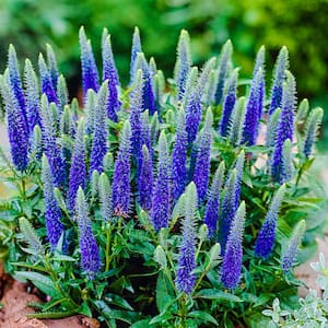 2.50 Qt. Pot, Glory Royal Candles Speedwell Flowering Potted Perennial Plant (1-Pack)