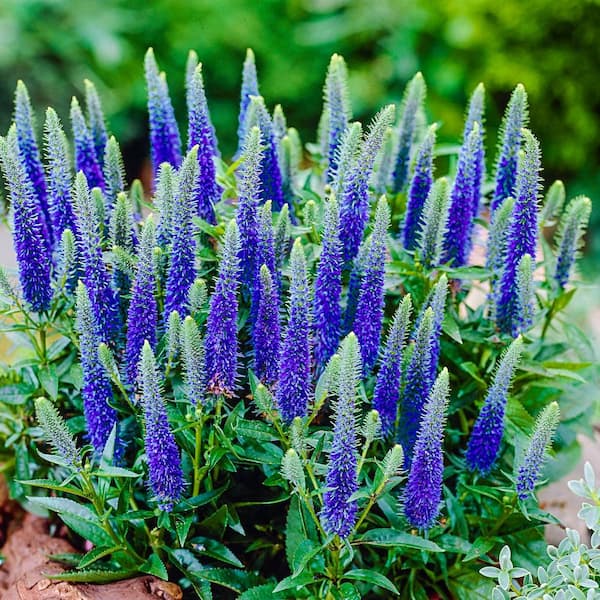 Gardens Alive! 2.50 Qt. Pot, Glory Royal Candles Speedwell Flowering 