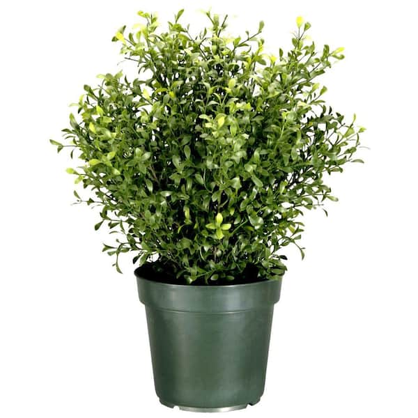 National Tree Company 24 in. Argentea Artificial Plant in Round Green Growers Pot