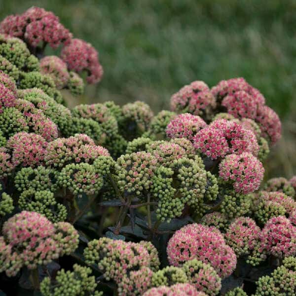 PROVEN WINNERS 4.5 in. Qt. Rock N Grow Coraljade Stonecrop (Sedum), Live Plant, Pink Flowers and Green Foliage
