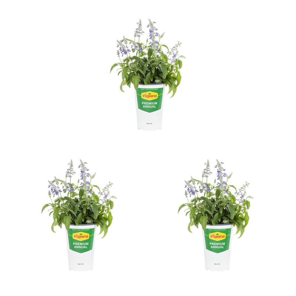 Vigoro 2 qt. Salvia Cathedral Blue and White Bicolor Annual Plant