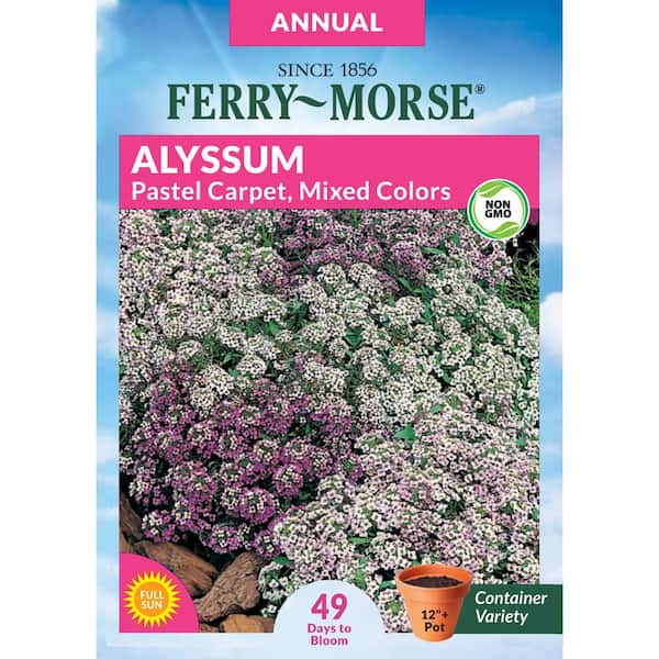 Ferry-Morse Alyssum Pastel Carpet Flower Seed