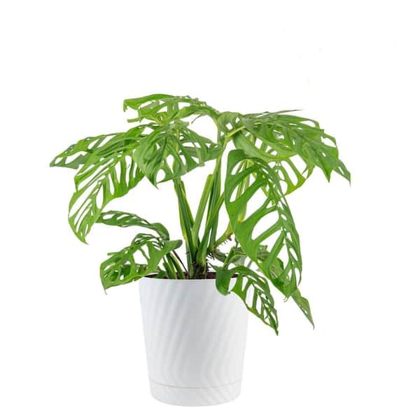 10 in. Monstera Esqueleto Plant in Deco Pot