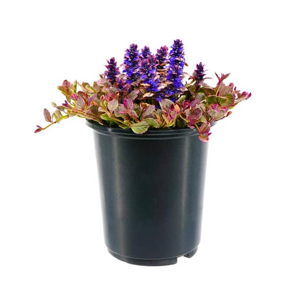 Unbranded Perennial Ajuga Burgundy 2.5 QT - 1 Pack