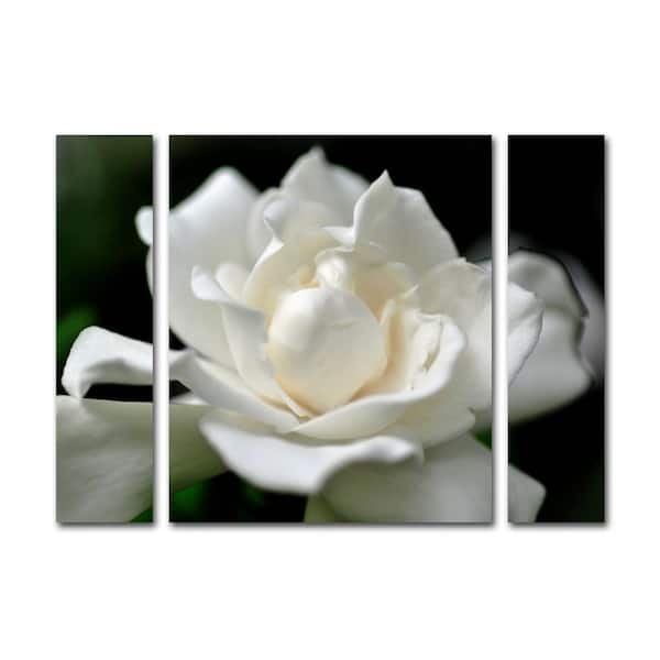 Trademark Fine Art 30 in. x 41 in. "Lovely Gardenia" by Kurt Shaffer Printed Canvas Wall Art