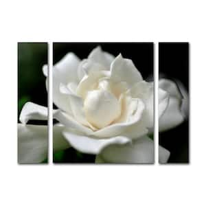 24 in. x 32 in. "Lovely Gardenia" by Kurt Shaffer Printed Canvas Wall Art