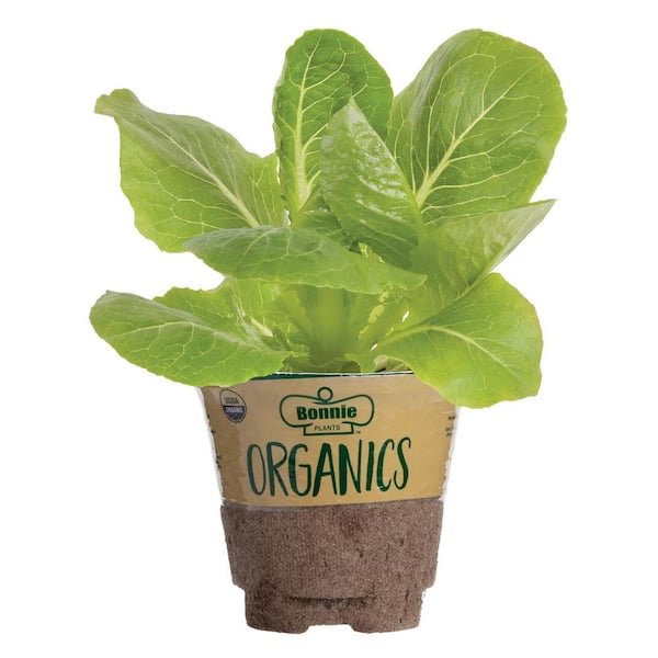 19 oz. Organic Green Romaine Lettuce Plant