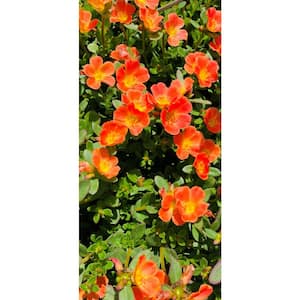 1.38 Pt. Purslane Plant Orange Flowers in 4.5 In. Grower's Pot (4-Plants)