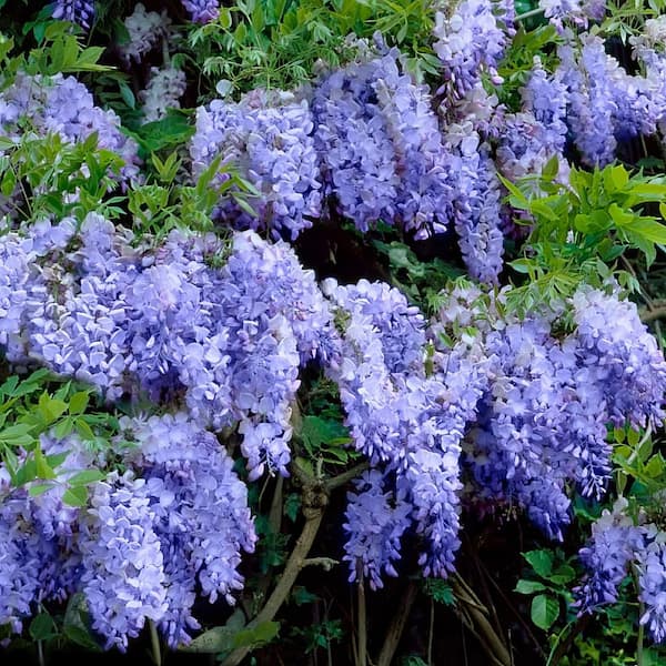 1 Gal. Wisteria Blue Flowering Shrub with Blue Flowers