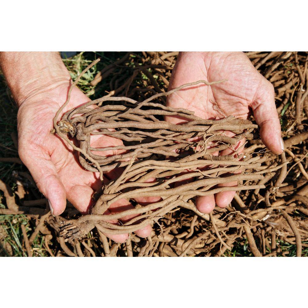 Green GMO-Free Jersey Giant Asparagus Spears