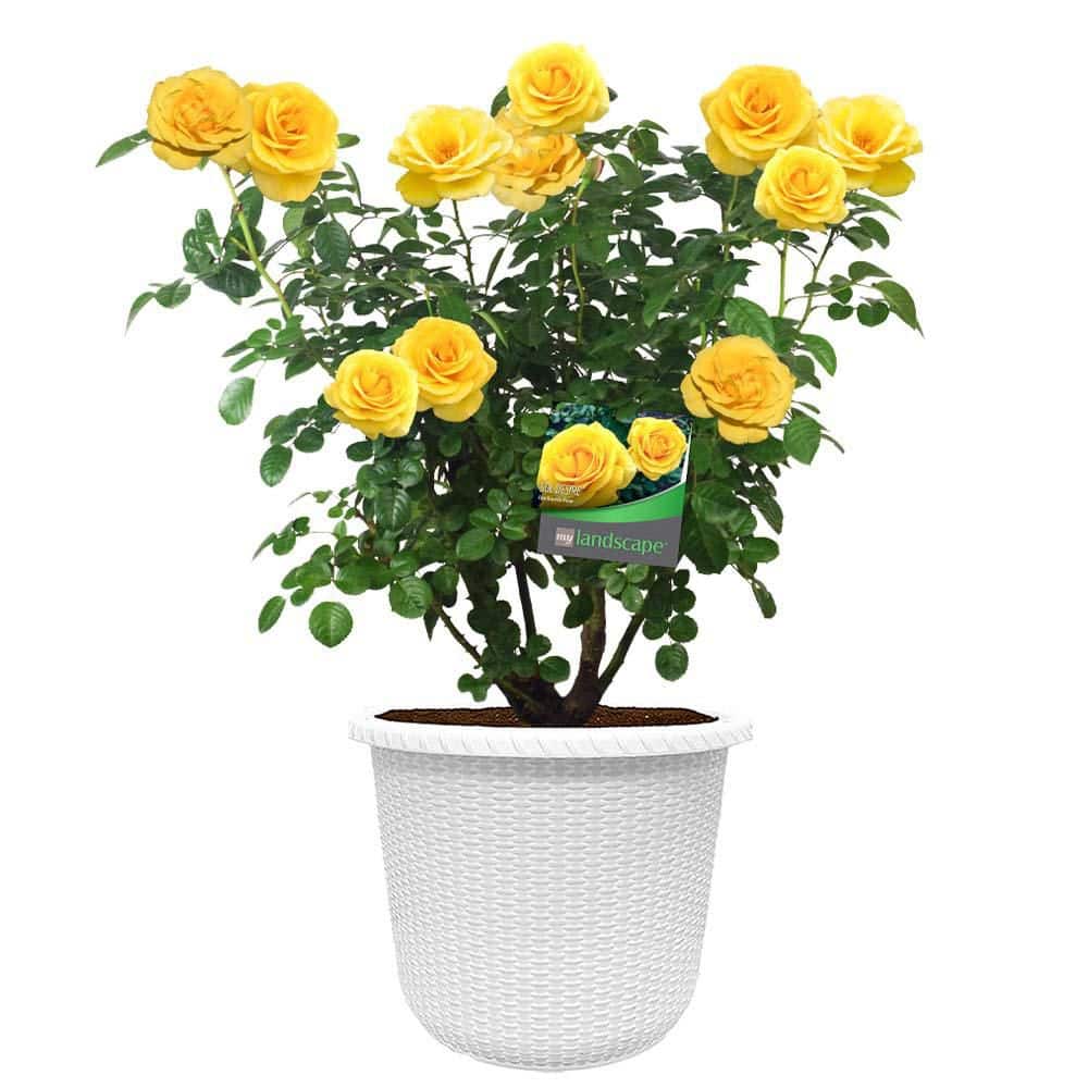 Vigoro 2 Gal. Sol Desire Rose with Yellow Flowers in Decorative ...