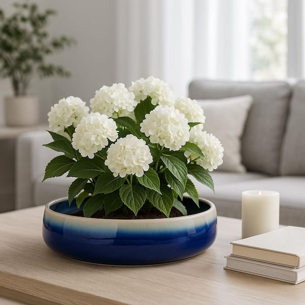 Blue Ceramic Round Succulent Low-Profile Decorative Planter (15 in. W x 4 in. H)