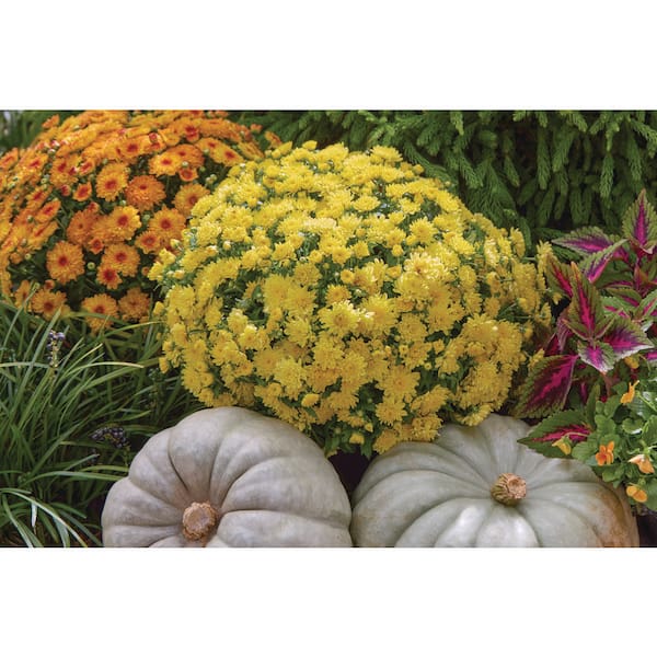 METROLINA GREENHOUSES 1 Pt. Mum Yellow Chrysanthemum Perennial