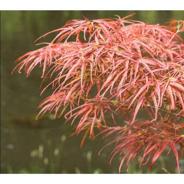 BELL NURSERY 7 Gal. Atrolineare Japanese Maple Acer palmatum Live Tree with Dark Red to Bronze Foliage (1-Pack)