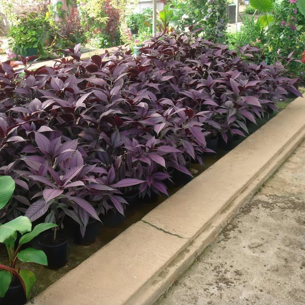 4 in. Persian Shield Purple Bloom Strobilanthes Plant (32-Pack)