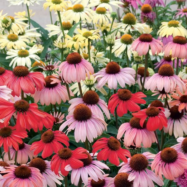 BELL NURSERY 1 Gal. Sombrero Coneflower Perennial Plant