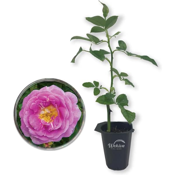 Wekiva Foliage Josephine Land Rose Bush-Live Starter Plant in a 2