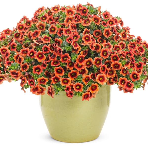Proven Winners 4.25 in. Eco+ Grande Superbells Tangerine Punch (Calibrachoa hybrid) Live Annual Plant with Orange Flowers 4-Pack