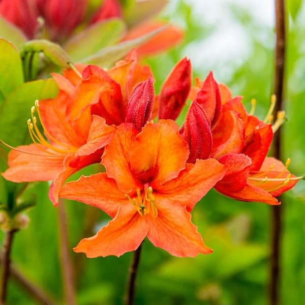 Spring Hill Nurseries 2.50 qt. Pot, Mandarin Lights Deciduous Azalea Bush, Live Potted Flowering Plant (1-Pack)