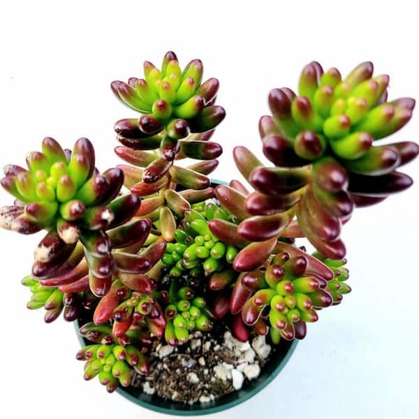 Cesicia Sedum Rubrotinctum Jelly Bean Spreading Plant (10-Pack)