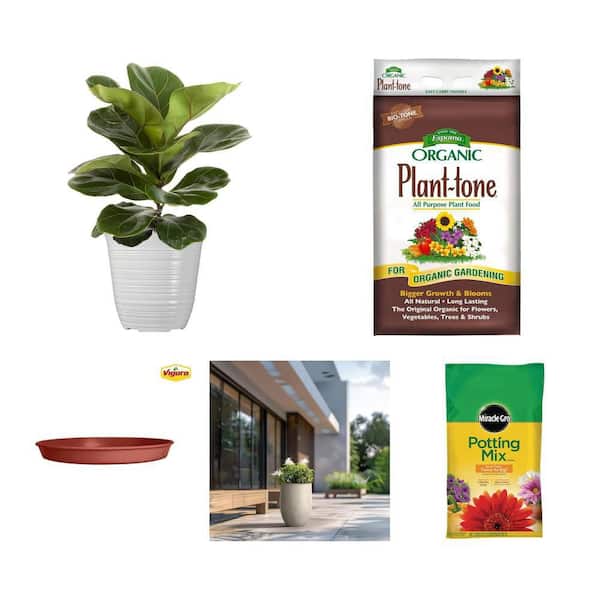 Potting Mix 25 qt, Plant Tone Fertilizer 27 lb, Saucer 17.8 in, Planter 22 in and Fiddle Leaf Fig Plant Combo