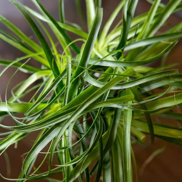 Unbranded Ponytail Palm 6 in. Pot, (2-Pack) THD100004