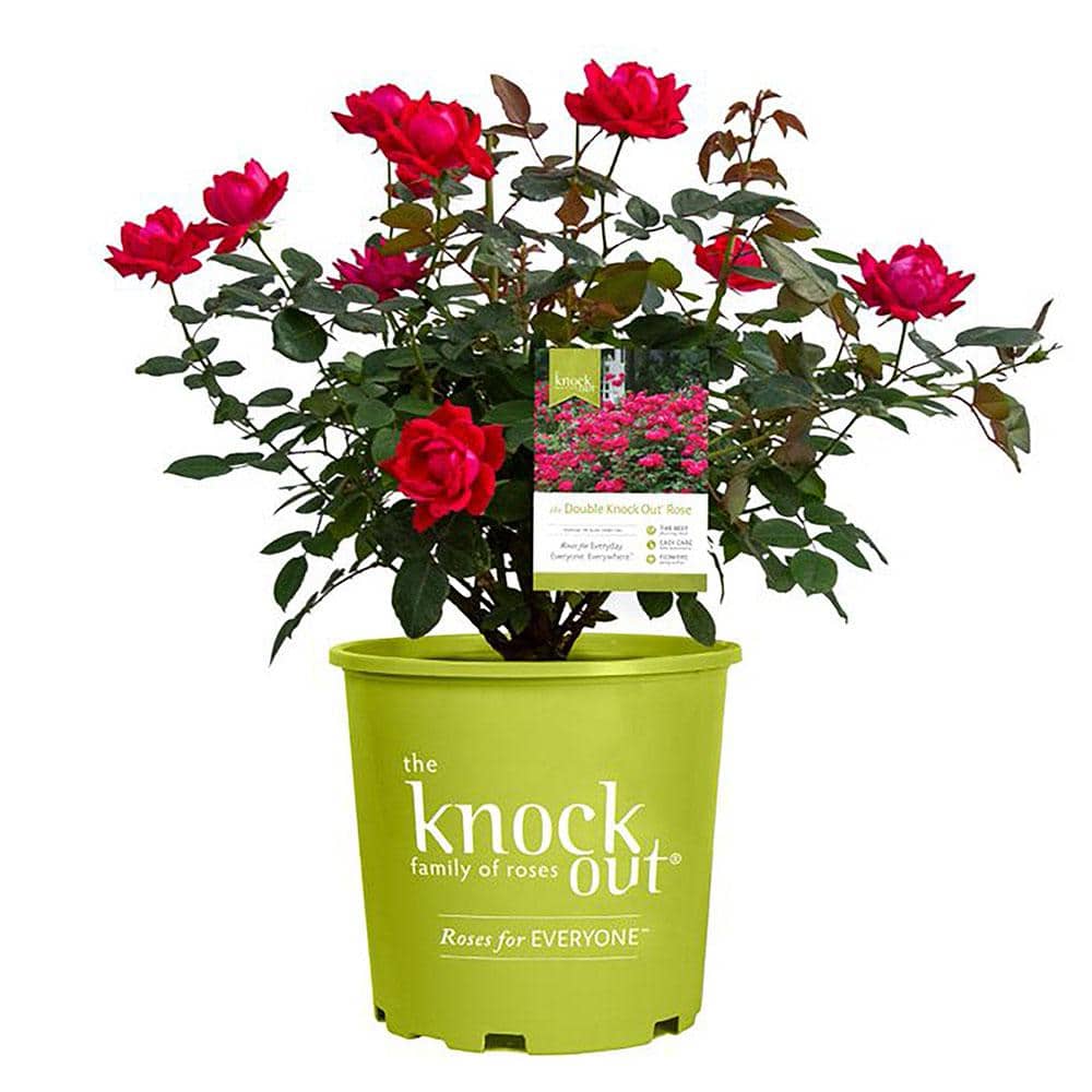 Knock Out 3 Gal Red Double Knock Out Rose Bush With Red Flowers 13405 The Home Depot