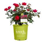 3 Gal. Red The Double Knock Out Rose Bush with Red Flowers