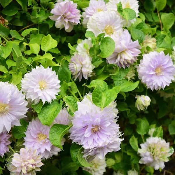 Wekiva Foliage Clematis Belle of Woking - Starter Plant in a 4 in. Growers Pot - Garden Ready - Beautiful Lilac Colored Flowering Vine
