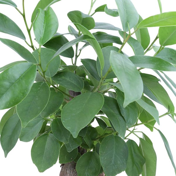 Ficus Bonsai Indoor Plant in 6 in. White Pot, Average Shipping Height 1-2  ft. Tall