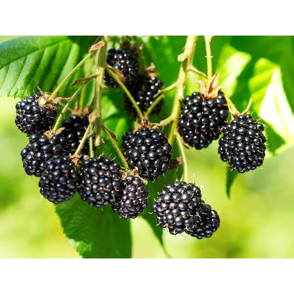 Wekiva Foliage Triple Crown BlackBerry Plant-Live Plant in a 2 in