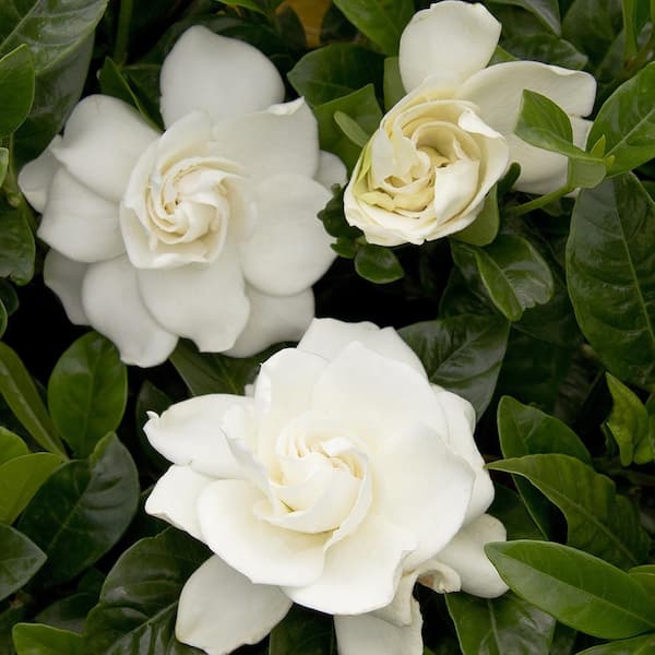 2.25 Gal. August Beauty Gardenia Shrub with Double White Flowers