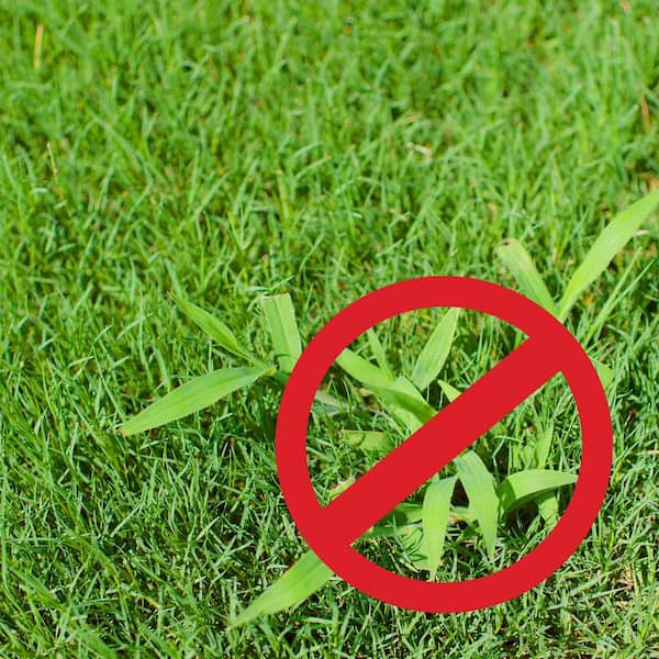 Purely Organic Products 15 lbs. Crabgrass Defender Lawn Food ...