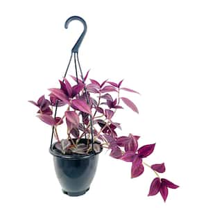 Wandering Jew Plant Hanging Basket - Live Plant in a 4 in. Hanging Pot - Tradescantia - Beautiful Clean Air