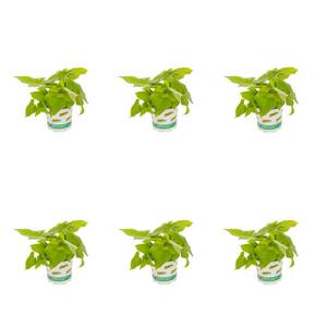 1 Pt. Accent Ipomoea Sweet Potato Vine Green Annual Plant (6-Pack)