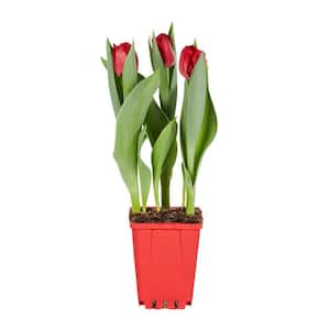 Tulip Forced Bulb Plant (1-Plant)
