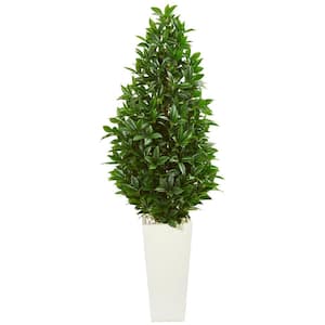 Indoor/Outdoor 63-In. Bay Leaf Cone Topiary Artificial Tree in White Planter