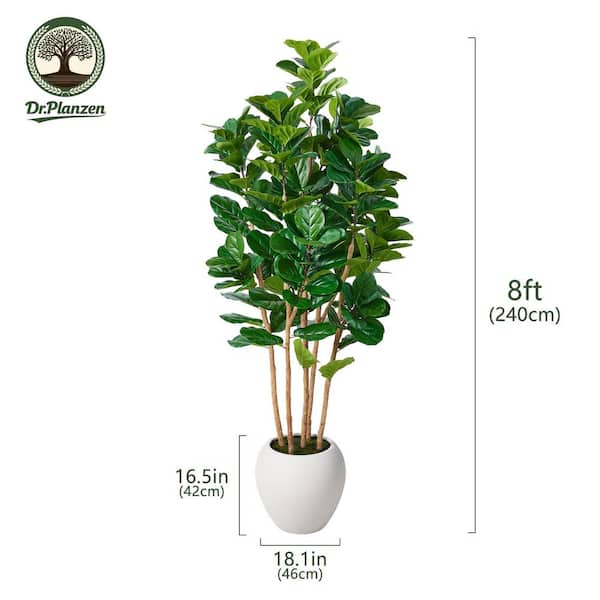 green wonder plant Philodendron Green Wonder - Quality Houseplants | Hortology main image 1