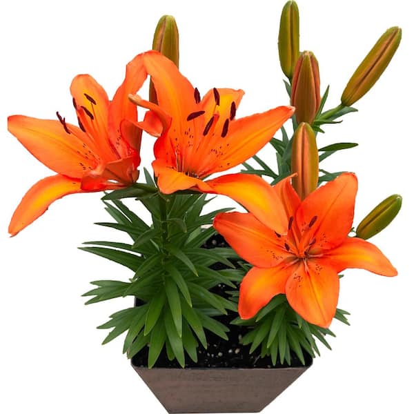 Vigoro 10 in. Orange Asiatic Lily Plant (Lilium Asiatica) in Deco Pot