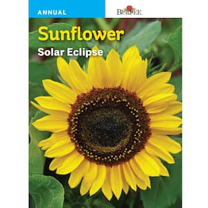 Sunflower Solar Eclipse Seed