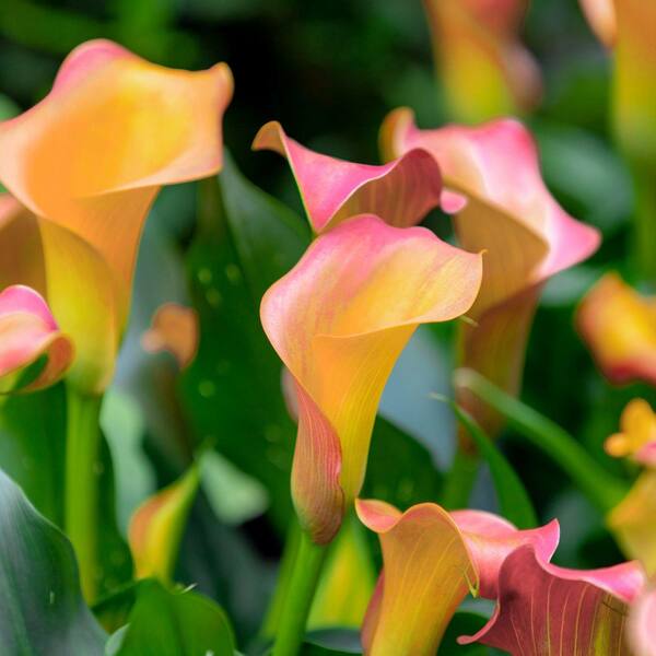 national PLANT NETWORK Calla Lily Qatar Bulb (3-Pack) HD2620 - The