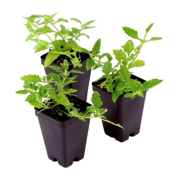 national PLANT NETWORK 2.5 in. Verbena Homestead Purple Annual Plant with Purple Flowers (3-Pack)