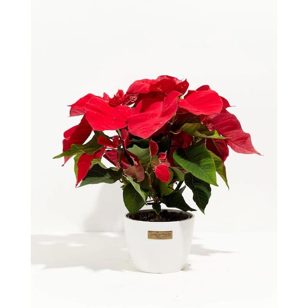 LIVELY ROOT 6 in. Holiday Poinsettia (Euphorbia Pulcherrima) in Medium Coconut Eco Pot