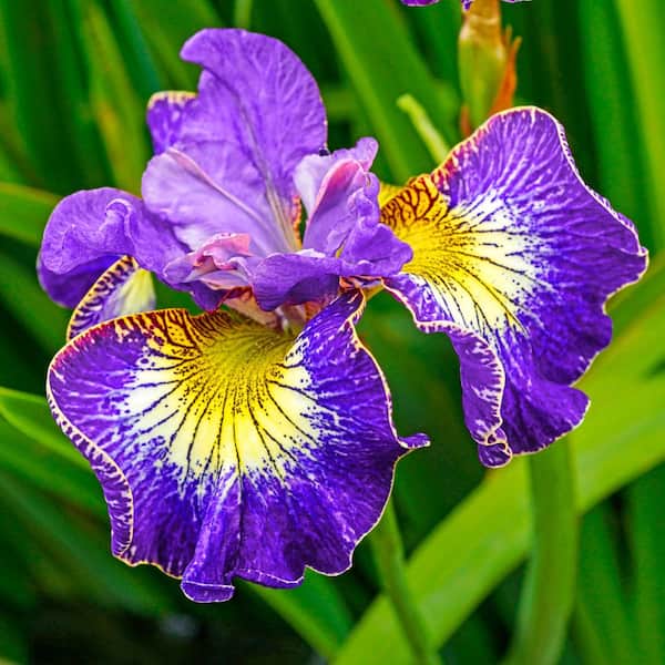 28 Faux Iris Flower Stem