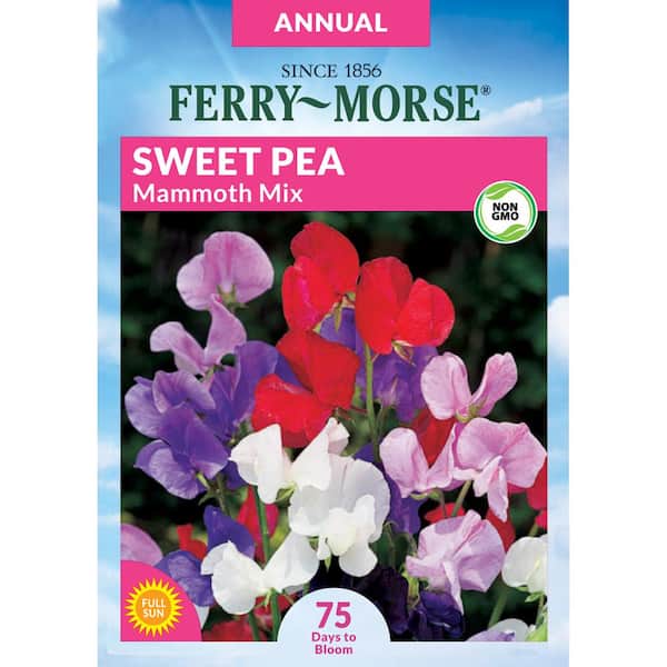 Ferry-Morse Sweet Pea Mammoth Mix Flower Seed
